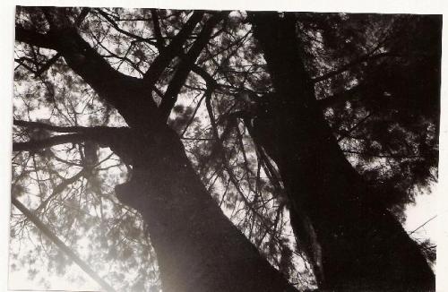 Fotografia de sooz - Galeria Fotografica: sooz plaga 7 - Foto: vida							