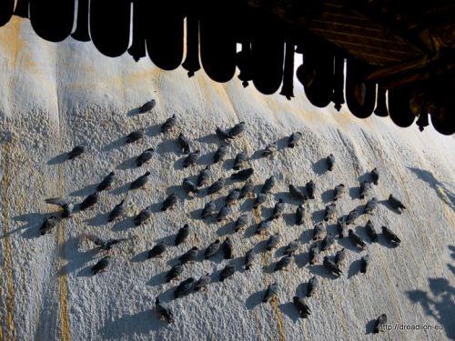 Fotografia de Dread Lion - Galeria Fotografica: Las caras de Buddha - Foto: 