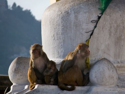 Fotografia de Dread Lion - Galeria Fotografica: Las caras de Buddha - Foto: 