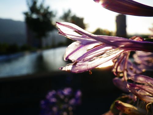 Fotografia de JullySalzate - Galeria Fotografica: Mis primeras Fotos - Foto: Transparencia