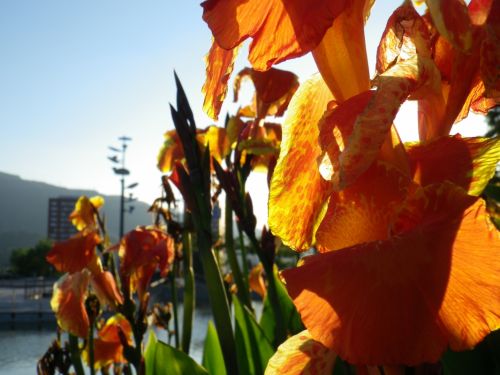 Fotografia de JullySalzate - Galeria Fotografica: Mis primeras Fotos - Foto: Rojos