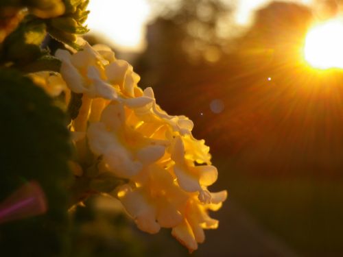 Fotografia de JullySalzate - Galeria Fotografica: Mis primeras Fotos - Foto: Sol