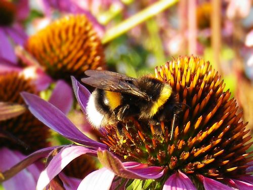 Fotografia de JullySalzate - Galeria Fotografica: Mis primeras Fotos - Foto: abeja