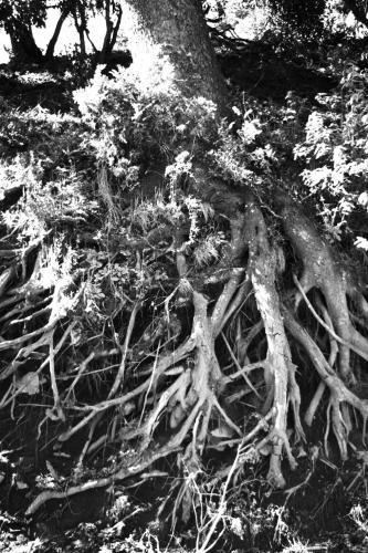 Fotografia de Sin Nombre - Galeria Fotografica: Viaje al sur - Foto: Races