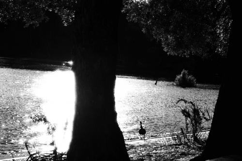 Fotografia de Sin Nombre - Galeria Fotografica: Viaje al sur 2 - Foto: Pato a contraluz