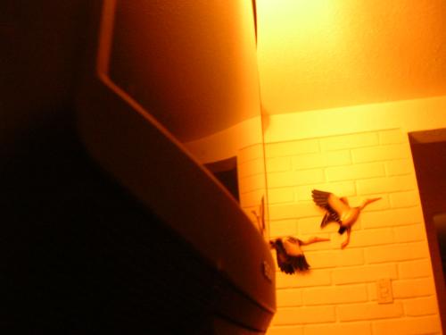 Fotografia de xSEBAx - Galeria Fotografica: Home En Amarillo - Foto: TV... Desde Abajo