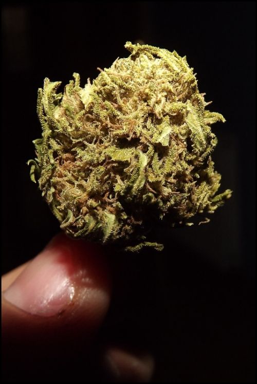 Fotografia de jorge352 - Galeria Fotografica: principiante - Foto: 