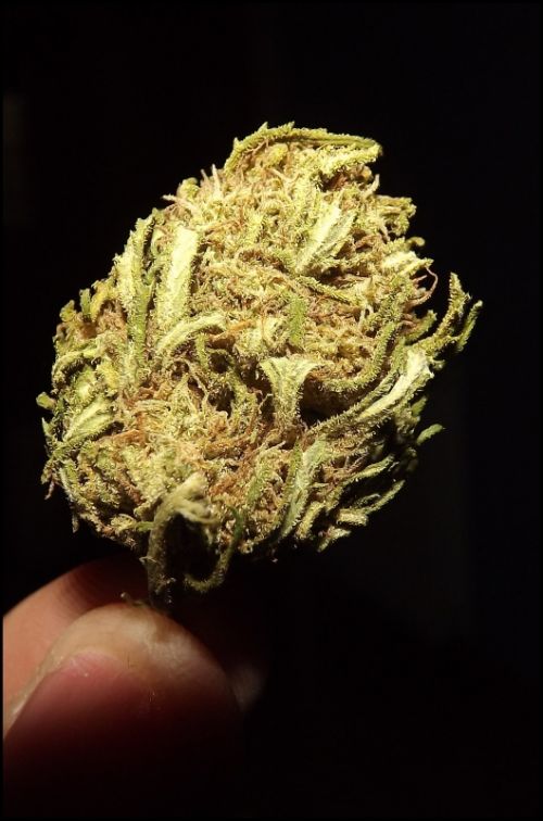 Fotografia de jorge352 - Galeria Fotografica: principiante - Foto: 