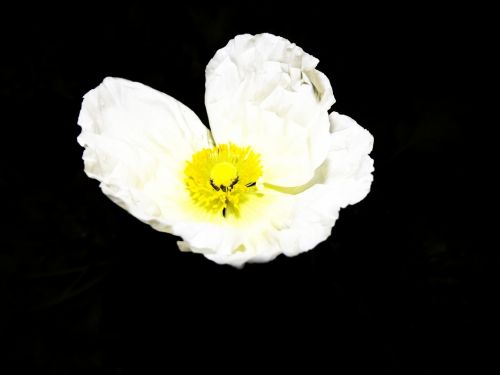 Fotografia de jorge352 - Galeria Fotografica: principiante - Foto: 