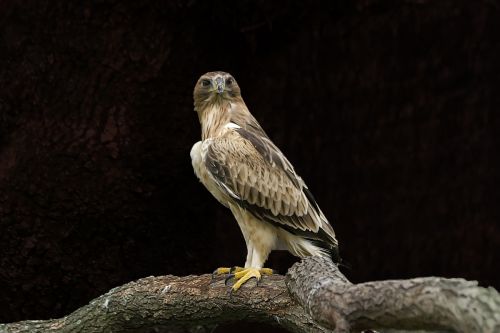 Fotografia de Kurassy - Galeria Fotografica: Naturalmente - Foto: 