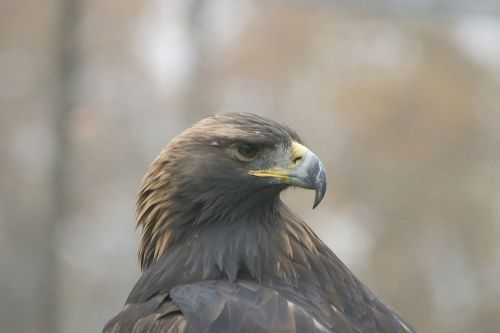 Fotografia de Kurassy - Galeria Fotografica: Naturalmente - Foto: 