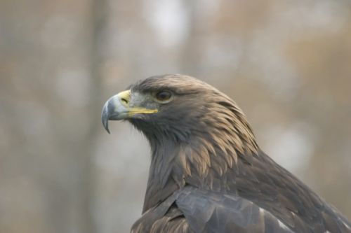 Fotografia de Kurassy - Galeria Fotografica: Naturalmente - Foto: 