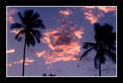 Fotografia de Gustavo - Galeria Fotografica: Galeria de Paisajes - Foto: Loro Sobrevolando