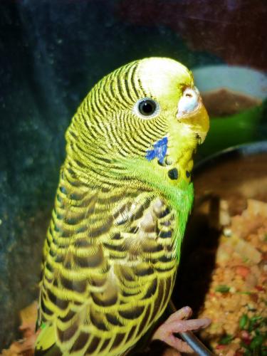 Fotografia de FBi.06 - Galeria Fotografica: Naturaleza viva - Foto: libertdad verdadera es la del alma						