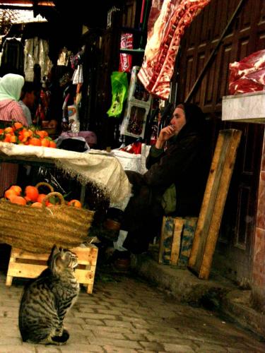 Fotografia de KALI - Galeria Fotografica: rarezas - Foto: esperando su oportunidad