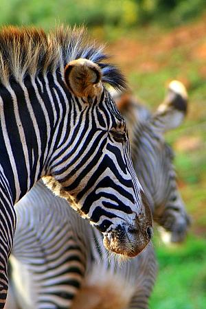 Fotografia de Cayetana - Galeria Fotografica: Cabrceno - Foto: Cebra
