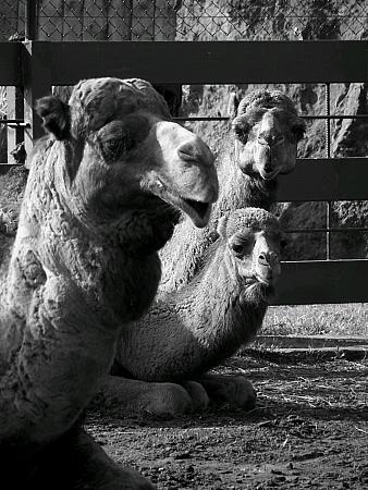 Fotografia de Cayetana - Galeria Fotografica: Cabrceno - Foto: dromedarios