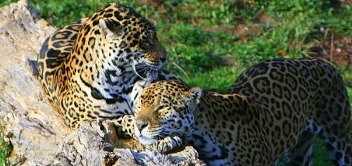 Fotografia de Cayetana - Galeria Fotografica: Cabrceno - Foto: jaguares jugando