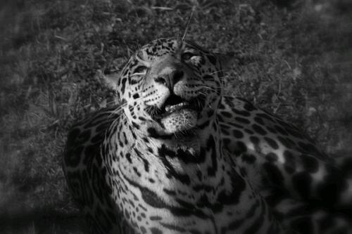 Fotografia de Cayetana - Galeria Fotografica: Cabrceno - Foto: jaguar