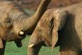 Fotos de Cayetana -  Foto: Cabrceno - elefantes