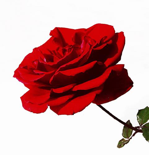 Fotografia de Incio Silva - Galeria Fotografica: Flores - Foto: Rosa