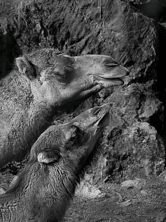 Fotografia de Cayetana - Galeria Fotografica: Cabrceno - Foto: dromedarios