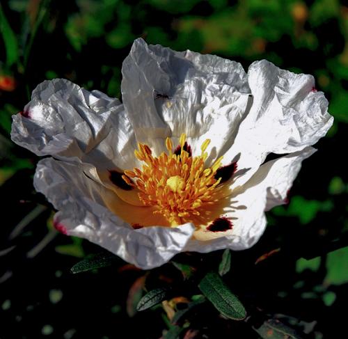 Fotografia de Incio Silva - Galeria Fotografica: Flores - Foto: 