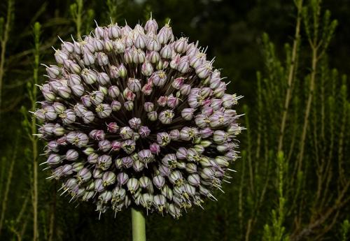 Fotografia de Incio Silva - Galeria Fotografica: Flores - Foto: 