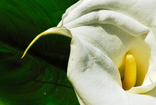 Fotografia de In�cio Silva - Galeria Fotografica: Flores - Foto: 