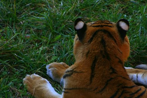 Fotografia de Cayetana - Galeria Fotografica: Cabrceno - Foto: tigre