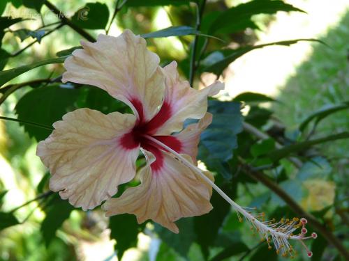 Fotografia de Rodrigo Calvo Productions - Galeria Fotografica: Naturaleza - Foto: Flor