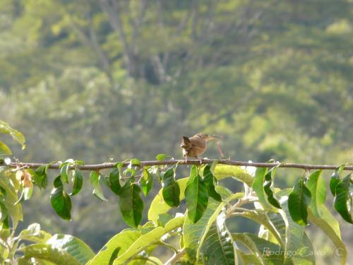 Fotografia de Rodrigo Calvo Productions - Galeria Fotografica: Naturaleza - Foto: Pjaro con Rama