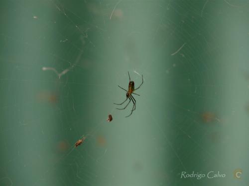 Fotografia de Rodrigo Calvo Productions - Galeria Fotografica: Naturaleza - Foto: Ara�a