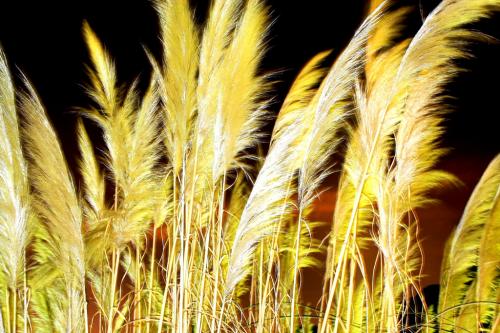 Fotografia de Ricky - Galeria Fotografica: MOMENTOS NICOS - Foto: destellos dorados						