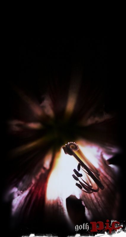 Fotografia de goth pic - Galeria Fotografica: 5.6 - Foto: Pistilos.