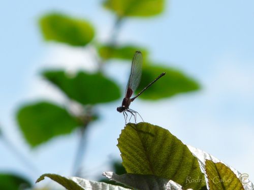Fotografia de Rodrigo Calvo Productions - Galeria Fotografica: Naturaleza - Foto: 