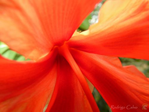 Fotografia de Rodrigo Calvo Productions - Galeria Fotografica: Naturaleza - Foto: 