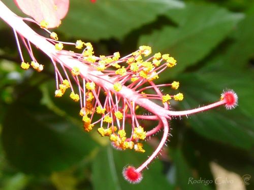 Fotografia de Rodrigo Calvo Productions - Galeria Fotografica: Naturaleza - Foto: 