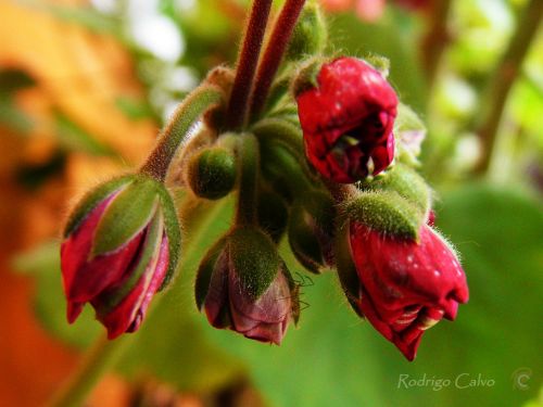 Fotografia de Rodrigo Calvo Productions - Galeria Fotografica: Naturaleza - Foto: 