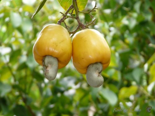 Fotografia de Rodrigo Calvo Productions - Galeria Fotografica: Naturaleza - Foto: 