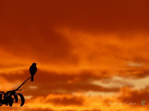 Fotografia de Rodrigo Calvo Productions - Galeria Fotografica: Naturaleza - Foto: 