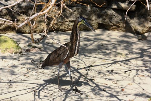 Fotografia de TATHAN NOVOA - Galeria Fotografica: AVES COSTERAS - Foto: 