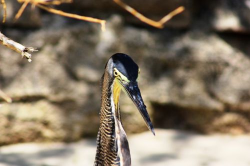 Fotografia de TATHAN NOVOA - Galeria Fotografica: AVES COSTERAS - Foto: 