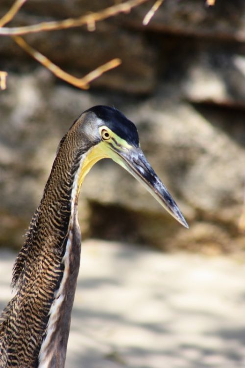 Fotografia de TATHAN NOVOA - Galeria Fotografica: AVES COSTERAS - Foto: 