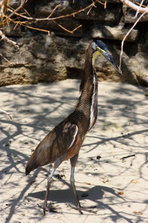 Fotografia de TATHAN NOVOA - Galeria Fotografica: AVES COSTERAS - Foto: 