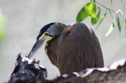 Fotografia de TATHAN NOVOA - Galeria Fotografica: AVES COSTERAS - Foto: 
