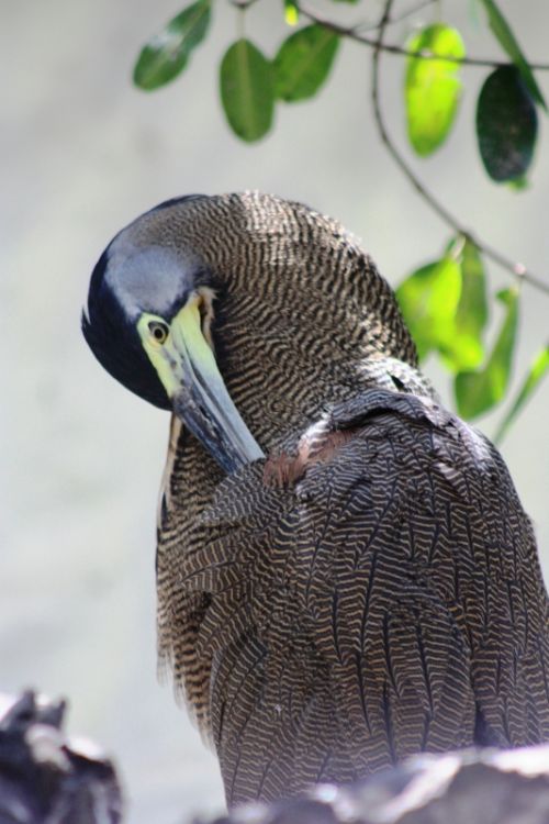 Fotografia de TATHAN NOVOA - Galeria Fotografica: AVES COSTERAS - Foto: 