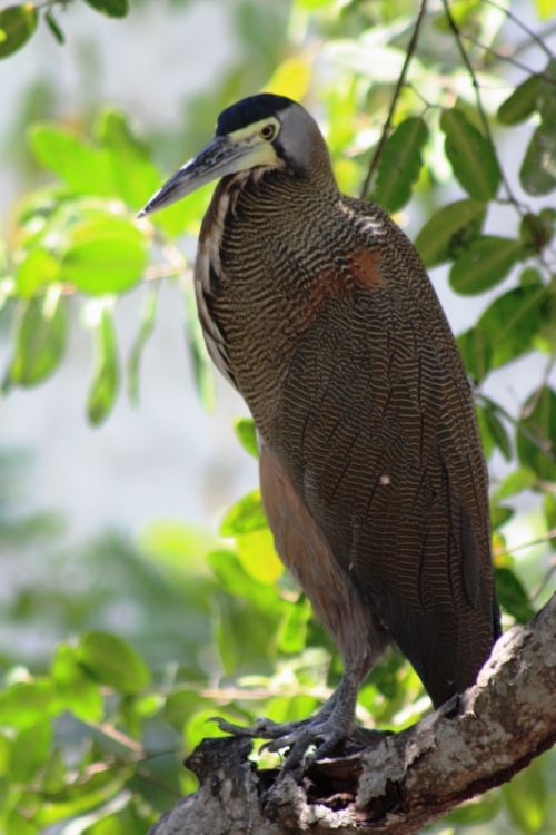 Fotografia de TATHAN NOVOA - Galeria Fotografica: AVES COSTERAS - Foto: 