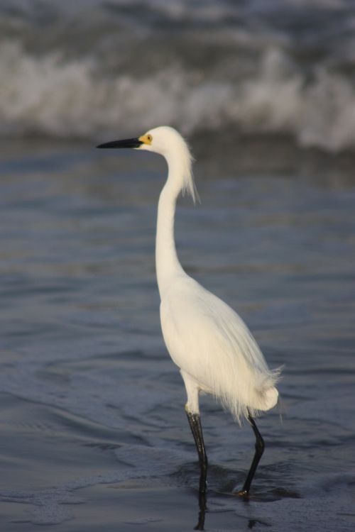 Fotografia de TATHAN NOVOA - Galeria Fotografica: AVES COSTERAS - Foto: 