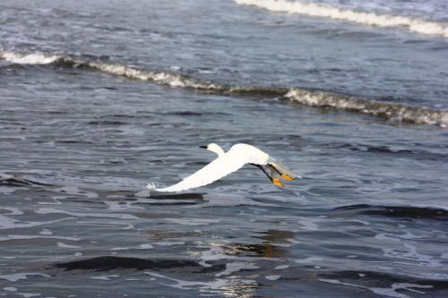 Fotografia de TATHAN NOVOA - Galeria Fotografica: AVES COSTERAS - Foto: 